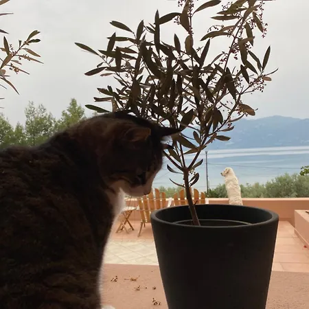 Askalosia Holiday home Agios Georgios (Istiaia-Aidipsos)